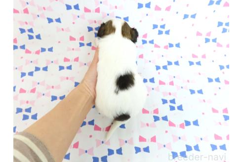 成約済の千葉県のミックス犬-379893の23枚目