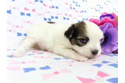 成約済の千葉県のミックス犬-379893の22枚目