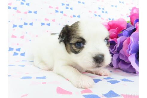 成約済の千葉県のミックス犬-379893の20枚目