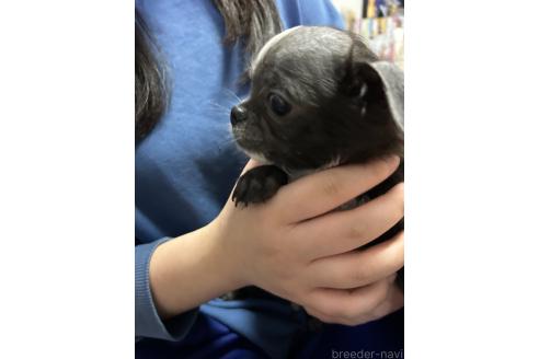 成約済の山口県のチワワ(ロングコート)-370034の4枚目
