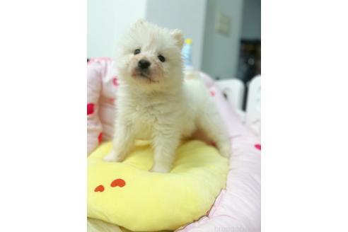 成約済の東京都のサモエド-377385の1枚目