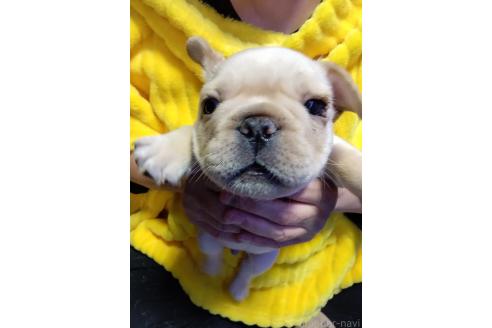 販売中の群馬県のフレンチブルドッグ-371862