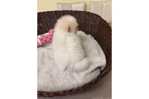 成約済の愛知県のポメラニアン-379908の3枚目