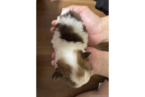 成約済の福岡県のチワワ(ロングコート)-379911の3枚目