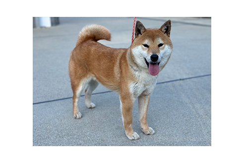 成約済の愛知県の柴犬-379914の1枚目