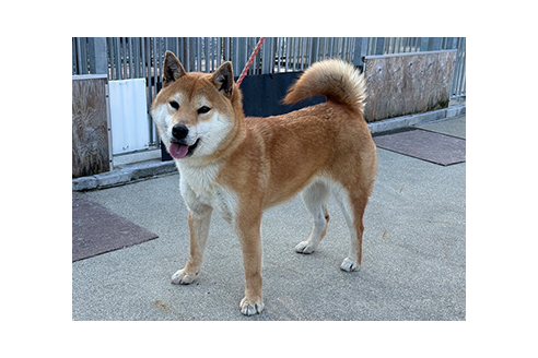 成約済の愛知県の柴犬-379914の3枚目