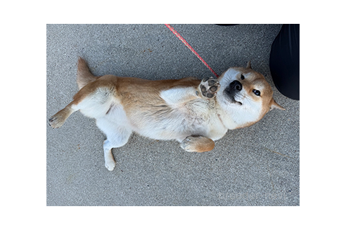 成約済の愛知県の柴犬-379914の2枚目