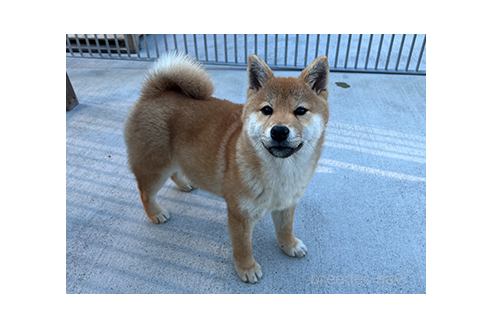 商談中の愛知県の柴犬-379916