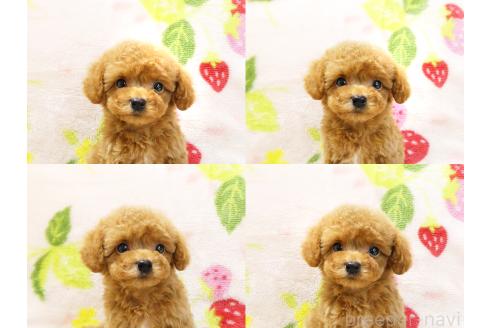 成約済の千葉県のティーカッププードル-379814の6枚目