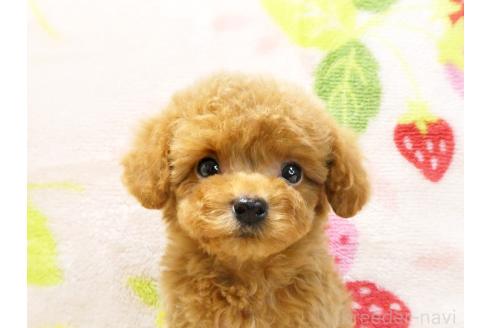 成約済の千葉県のティーカッププードル-379814の2枚目