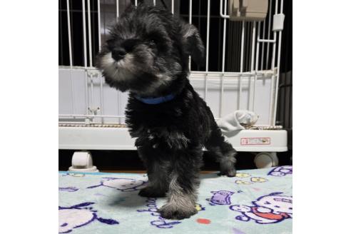 販売中の岡山県のミニチュアシュナウザー-374514の27枚目