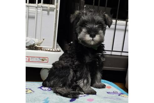 成約済の岡山県のミニチュアシュナウザー-374512の3枚目