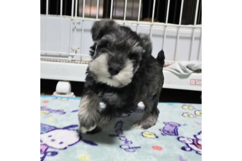 成約済の岡山県のミニチュアシュナウザー-374504の16枚目