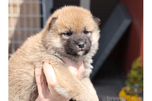 成約済の埼玉県の柴犬-379968の5枚目