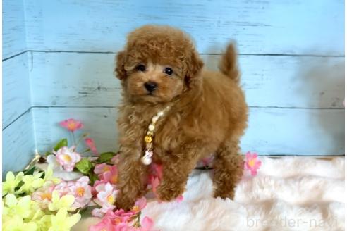 成約済の埼玉県のトイプードル-378126の4枚目