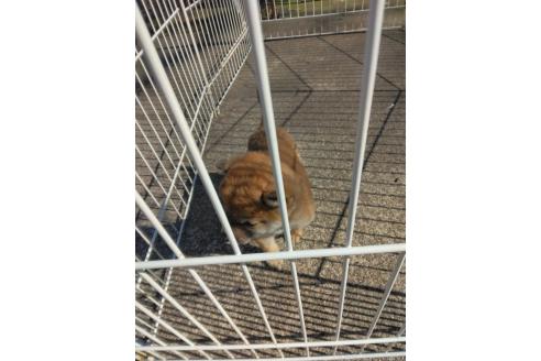 商談中の石川県の柴犬-379974の6枚目