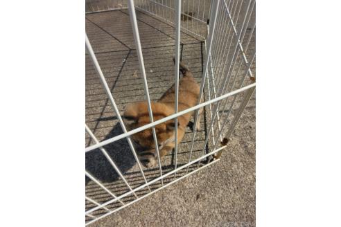 商談中の石川県の柴犬-379974の5枚目