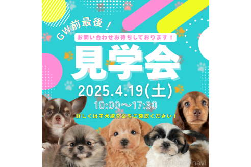 成約済の埼玉県のカニンヘンダックスフンド(ロングヘアード)-373788の3枚目