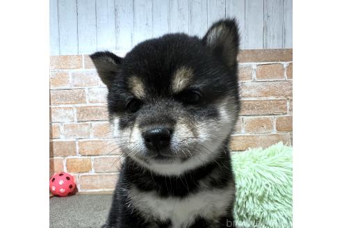 成約済の奈良県の豆柴-380008の1枚目
