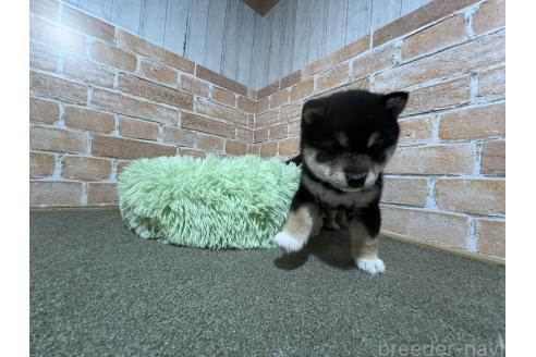 成約済の奈良県の豆柴-380008の4枚目