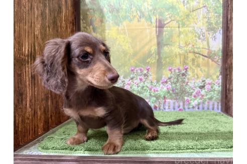 販売中の埼玉県のカニンヘンダックスフンド(ロングヘアード)-372102の5枚目