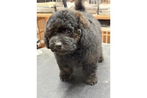 成約済の栃木県のトイプードル-375490の4枚目