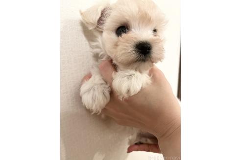 販売中の福岡県のミックス犬-380060の6枚目