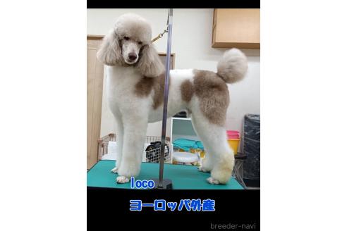 locoくん1枚目