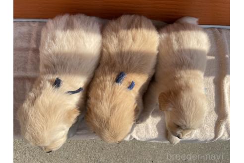 成約済の茨城県のゴールデンレトリーバー-380112の7枚目