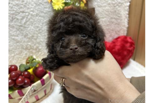 成約済の埼玉県のタイニープードル-379165の7枚目