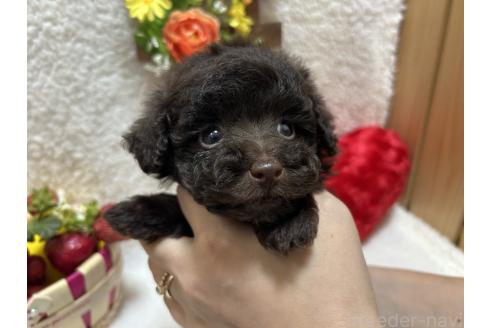成約済の埼玉県のタイニープードル-379171の7枚目