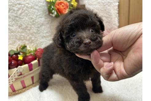 成約済の埼玉県のタイニープードル-379171の5枚目