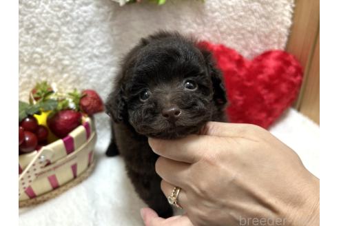 成約済の埼玉県のタイニープードル-379171の2枚目