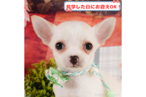 成約済の神奈川県のチワワ(スムースコート)-379626の1枚目