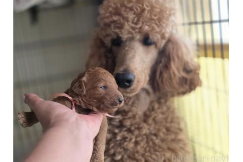 商談中の茨城県のミディアムプードル-380141の5枚目