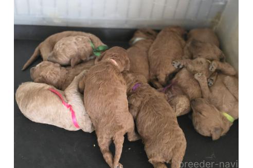 商談中の茨城県のミディアムプードル-380141の2枚目