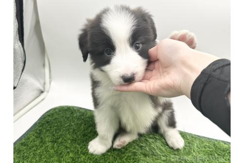 成約済の愛知県のボーダーコリー-380146の10枚目