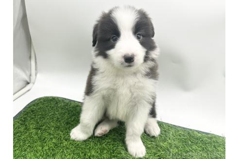 成約済の愛知県のボーダーコリー-380146の9枚目