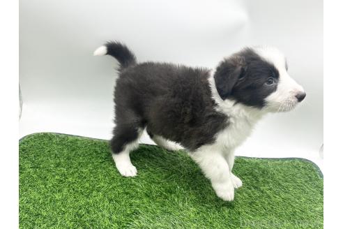 成約済の愛知県のボーダーコリー-380146の7枚目