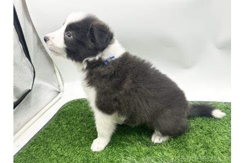 成約済の愛知県のボーダーコリー-380146の6枚目