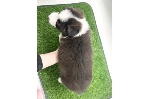 成約済の愛知県のボーダーコリー-380146の5枚目