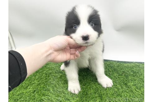 成約済の愛知県のボーダーコリー-380147