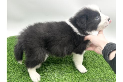 成約済の愛知県のボーダーコリー-380147の5枚目