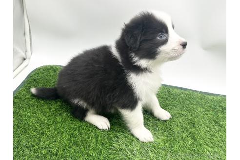 成約済の愛知県のボーダーコリー-380147の4枚目