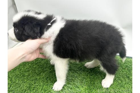 成約済の愛知県のボーダーコリー-380147の3枚目