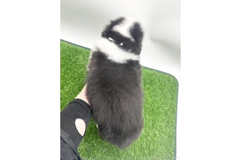 成約済の愛知県のボーダーコリー-380147の2枚目