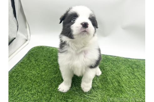 成約済の愛知県のボーダーコリー-380148の5枚目