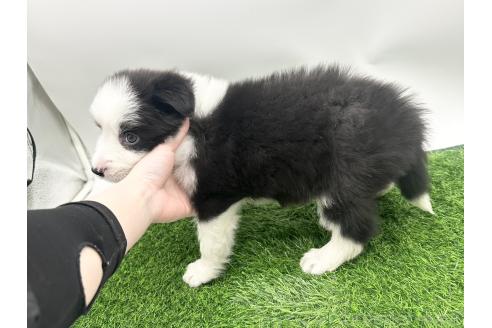 成約済の愛知県のボーダーコリー-380148の3枚目