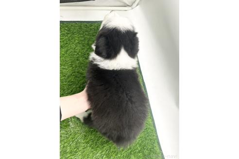 成約済の愛知県のボーダーコリー-380148の2枚目