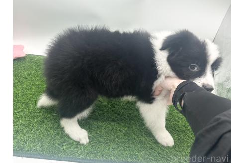 成約済の愛知県のボーダーコリー-374858の5枚目